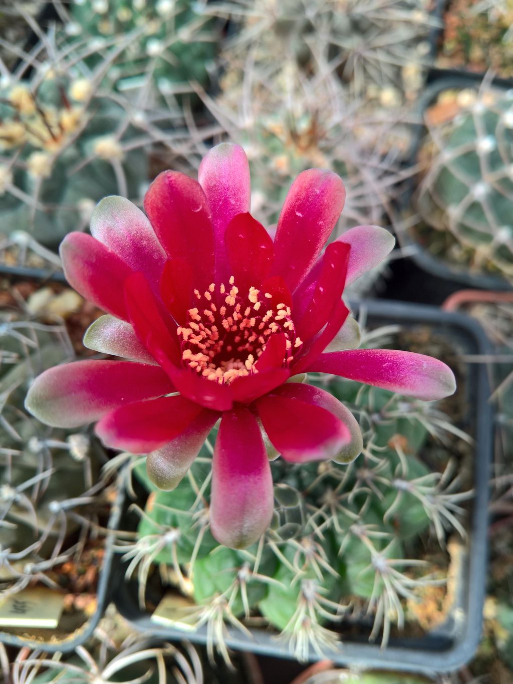 Gymnocalycium baldianum